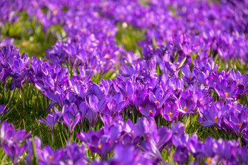 Purple crocus flowers in spring