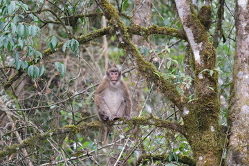A threatening monkey on a tree