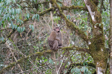 A threatening monkey on a tree