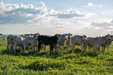 Nelore cattle in pasture at dusk