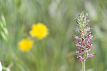 The flowers of the Bug Orchid Orchis coriophora sub fragrans aka Anacamptis. San Leonardo, Macomer...