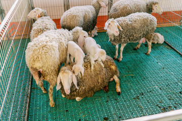 Little lambs sit on a sheep in a paddock on a farm