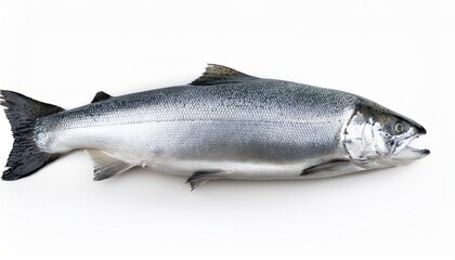 Obraz premium a gray atlantic salmon fish isolated on a white background