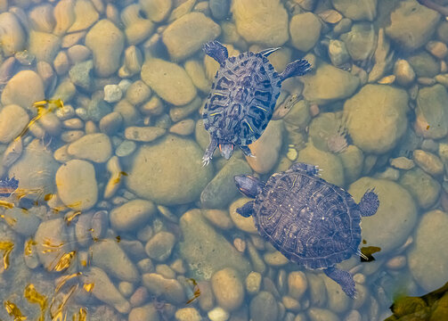 Painter turtles swimming in Village Walk Plaza Chula Vista California 2025 