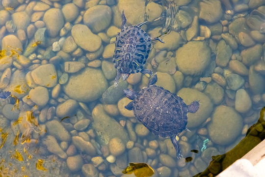 Painter turtles swimming in Village Walk Plaza Chula Vista California 2025 