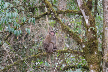 A threatening monkey on a tree