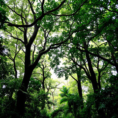 Obraz premium Lush Green Canopy Overhead in a Dense Forest