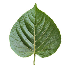 Obraz premium A high-quality close-up of a vibrant green leaf with intricate veins and a detailed texture