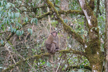 A threatening monkey on a tree