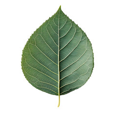 A high-resolution close-up of a single green leaf showcasing intricate vein patterns and fine details