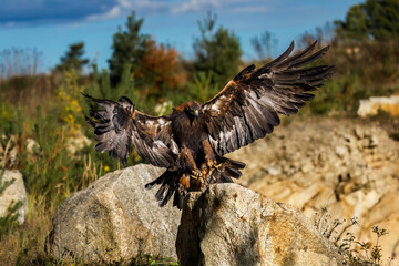 Eagle in flight. Golden eagle, Aquila chrysaetos, landing with widely spread wings on large stone. Majestic bird of prey in beautiful autumn nature. Hunting eagle in natural habitat. Wildlife.