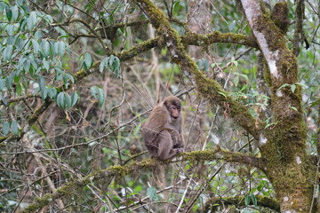 A threatening monkey on a tree