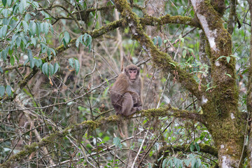 A threatening monkey on a tree