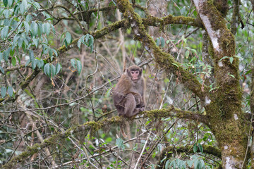 A threatening monkey on a tree