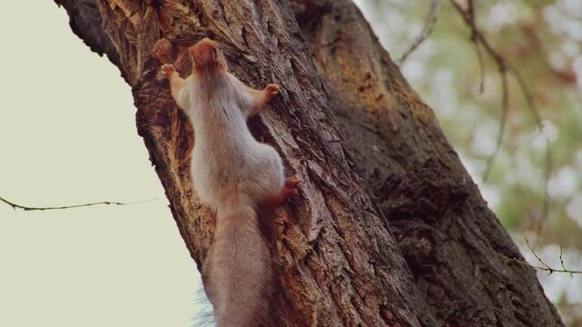 Slow motion of squirrel climbing on the tree in sunset lights. Spring wildlife telephoto shot.