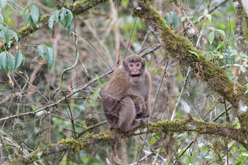 A threatening monkey on a tree