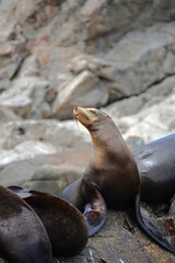 Seals bask on rocky beaches, soaking up the sun and beauty of Espiritu Santo Island in Baja California Sur. Baja California Sur, Mexico.