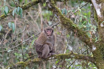 A threatening monkey on a tree