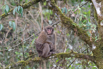 A threatening monkey on a tree