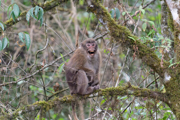 A threatening monkey on a tree