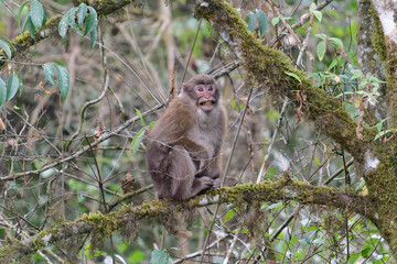 A threatening monkey on a tree