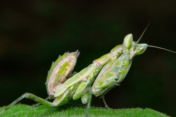green praying mantis