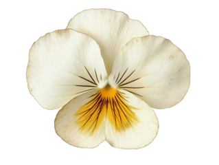 Beautiful white flower cut-out from a magazine with delicate petals and vibrant yellow center design