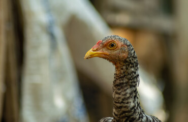 portrait of a chicken