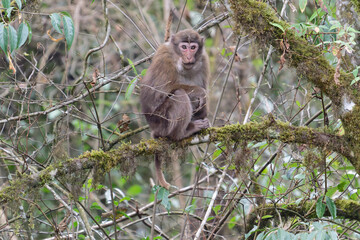 A threatening monkey on a tree