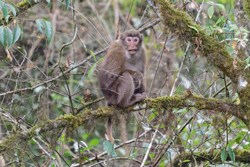 A threatening monkey on a tree