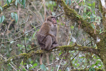 A threatening monkey on a tree