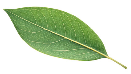 Fototapeta premium Single eucalyptus leaf with a soft matte finish and calming aesthetic great for wellness branding essential oil promotions and minimalist botanical graphics on transparent background PNG