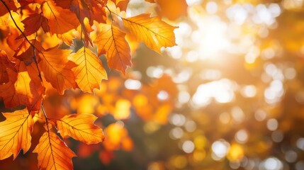 Fototapeta premium Colorful orange leaves in a serene park during a bright autumn afternoon