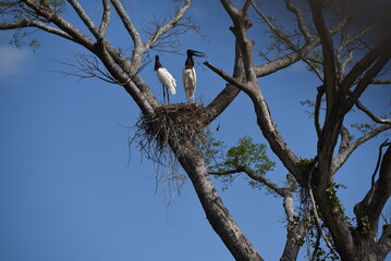 Birds in nest