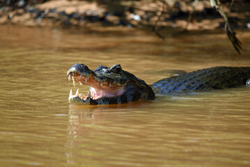 crocodile in the water