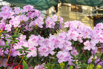 Blooming pink japan Azalea Ericaceae bush, Pink Lace, rhododendron flower background. Evergreen decorative plant outdoor or in orangery in botanical garden. Gardeining, plant breeding