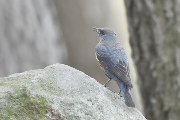 blue rock thrush in a field