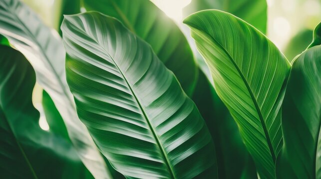 Large green leaves of catathea. Tropical plant with long oval leaves of calathea for indoor garden.