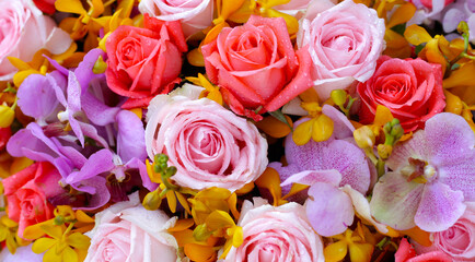 Beautiful rose flower with orchid for background.