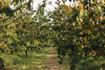 A beautiful apricot orchard with rows of trees heavy with ripe fruits under the sunlight