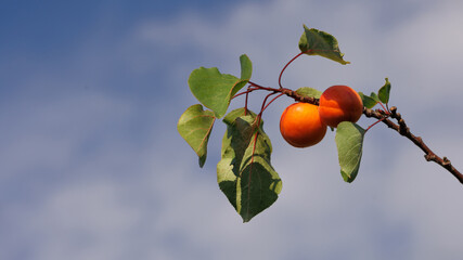Close-up of a branch with two golden apricots, illuminated by sunlight and set against the sky