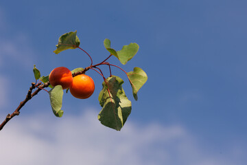 Two ripe apricots hanging on a branch, with the sky as a beautiful backdrop