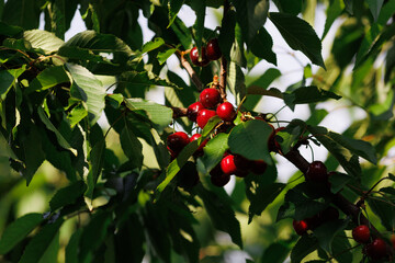 Ripe cherries nestled between green leaves on the branch, ready for harvest in the orchard