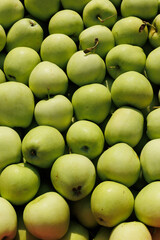 Close-up of fresh green apples, showcasing their crisp texture and vibrant green skin