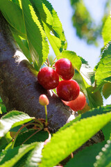 Sun-kissed cherries hanging on a tree branch, glowing under the bright sunlight in the orchard