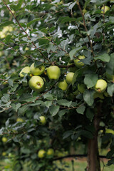 Green, ripe apples on a tree branch, captured in a detailed close-up shot