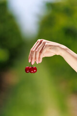 A hand holding three ripe cherries, their rich red color and juicy texture making them ready for consumption