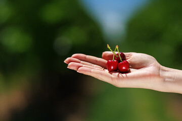 Three ripe cherries gently cradled in a hand, their deep red color shining under the sunlight