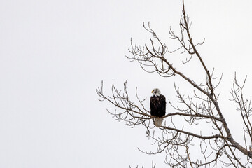 bird on a tree