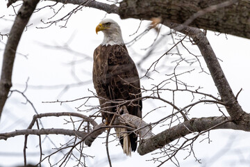 american bald eagle